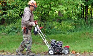 quy trình chăm sóc cây văn phòng chuyên nghiệp