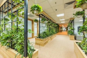 Lợi ích của việc thuê cây xanh văn phòng thay vì mua cây