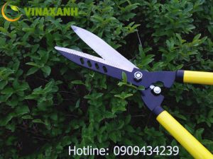 Vinaxanh đơn vị chuyên bảo dưỡng cây xanh văn phòng uy tín