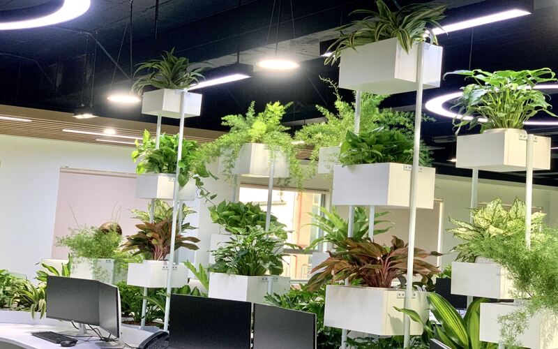 Báo giá thuê cây văn phòng