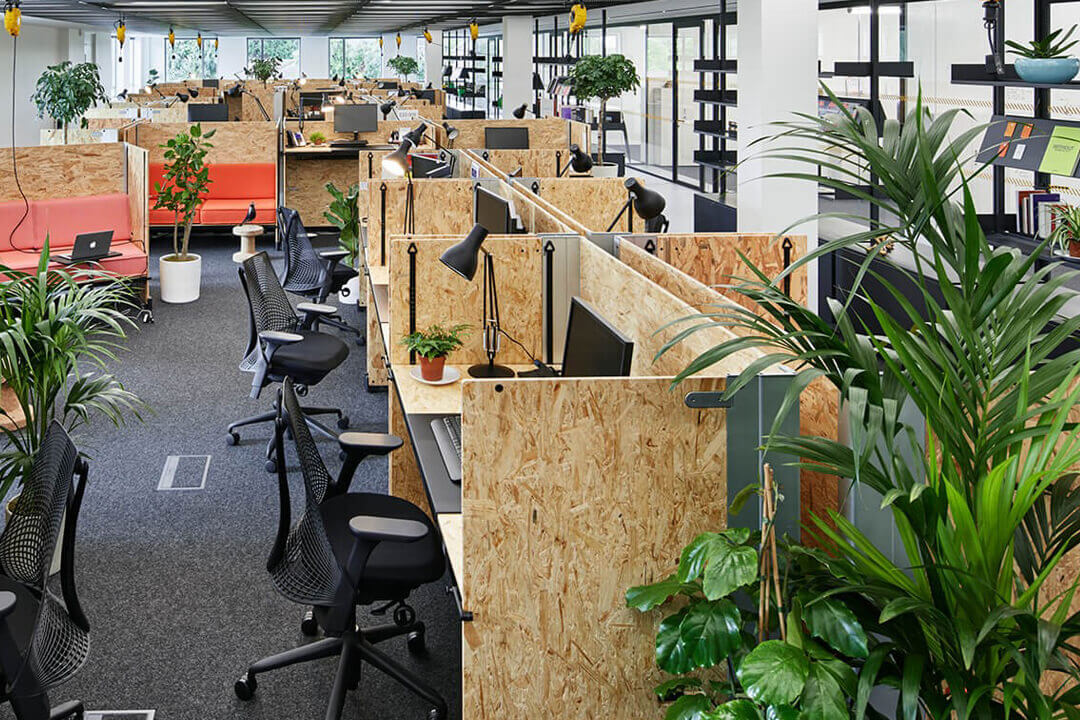 các loại cây văn phòng