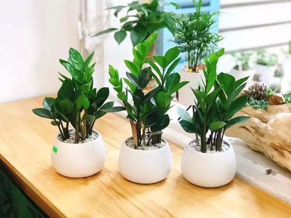 các loại cây văn phòng