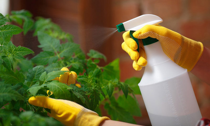 Cách xử lý cây bị sâu bệnh hiệu quả, tiết kiệm chi phí