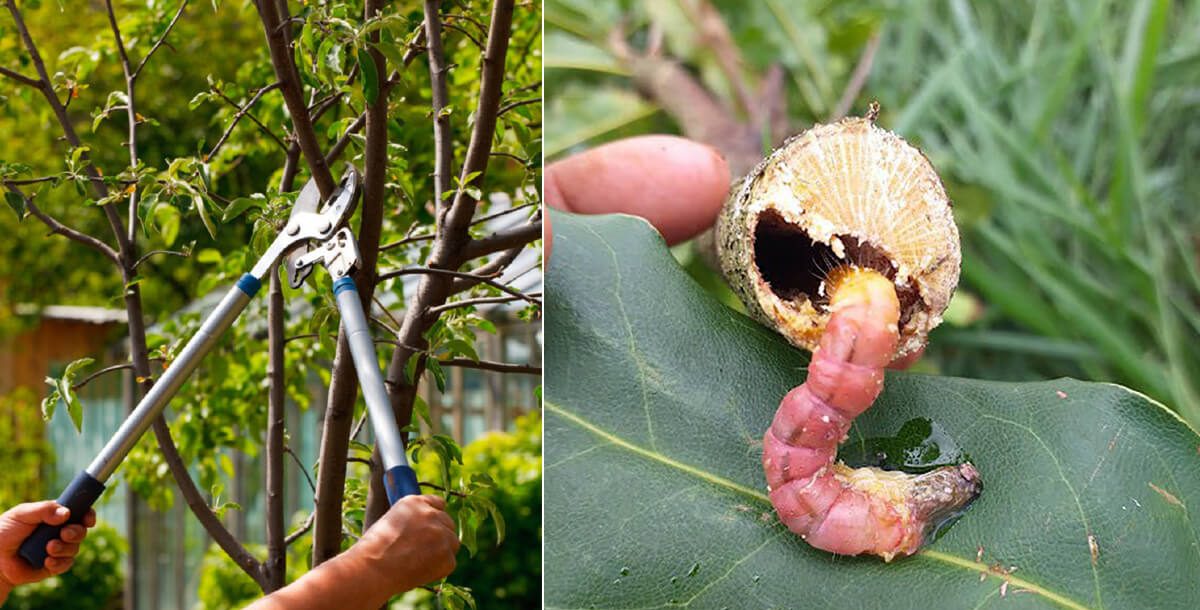 Cắt tỉa cành cây và loại bỏ sâu hại gây bệnh