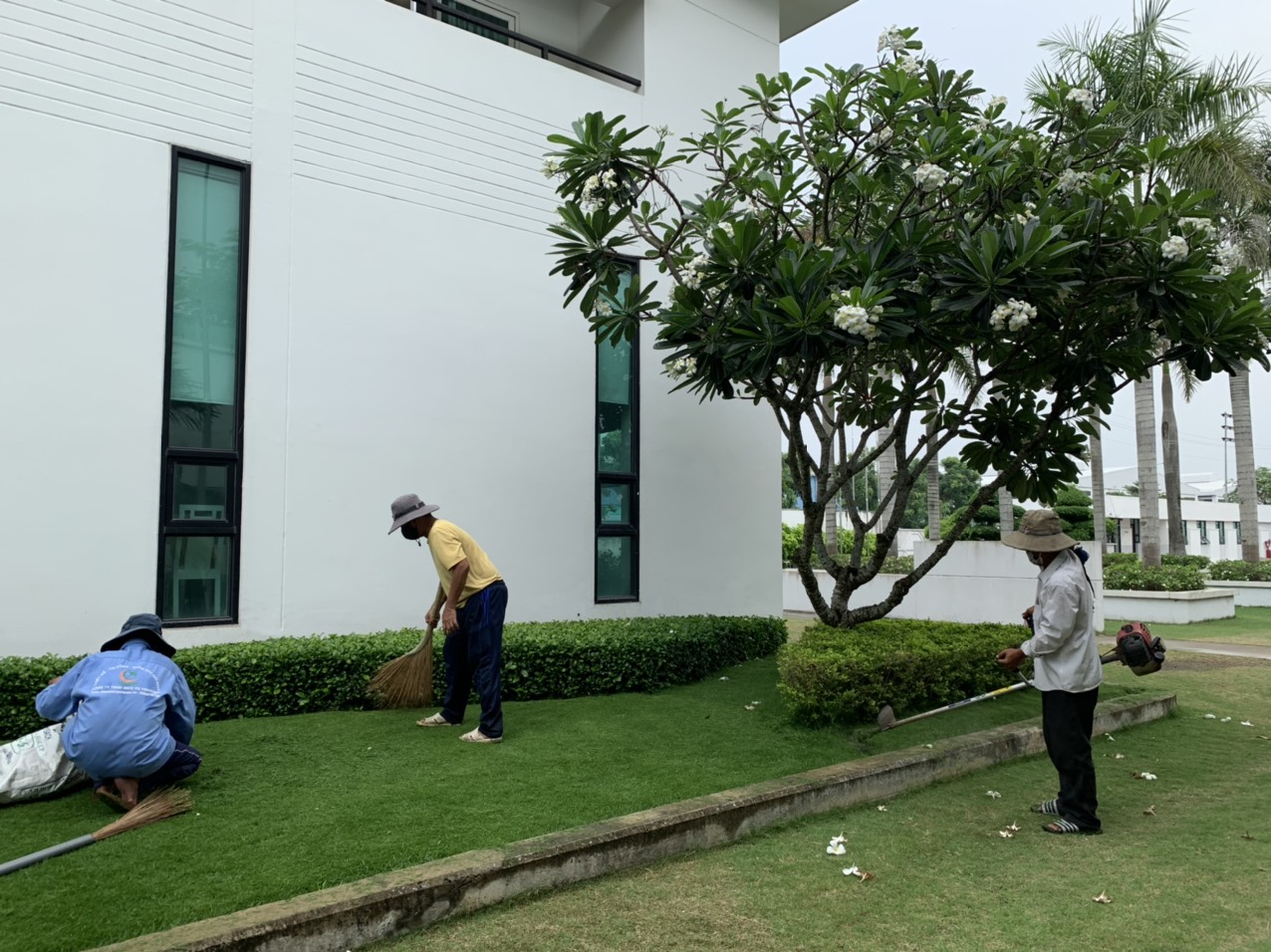 Vinaxanh thực hiện cắt cỏ tại Tân Bình TPHCM