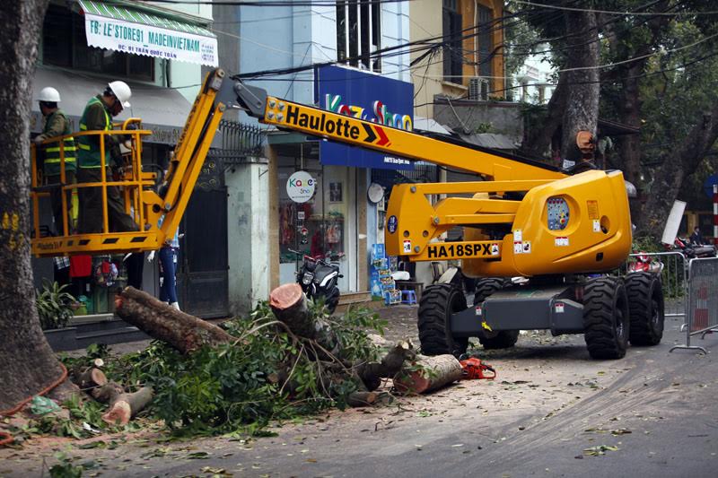 Quy trình thực hiện cắt tỉa cây xanh ở Hóc Môn TPHCM