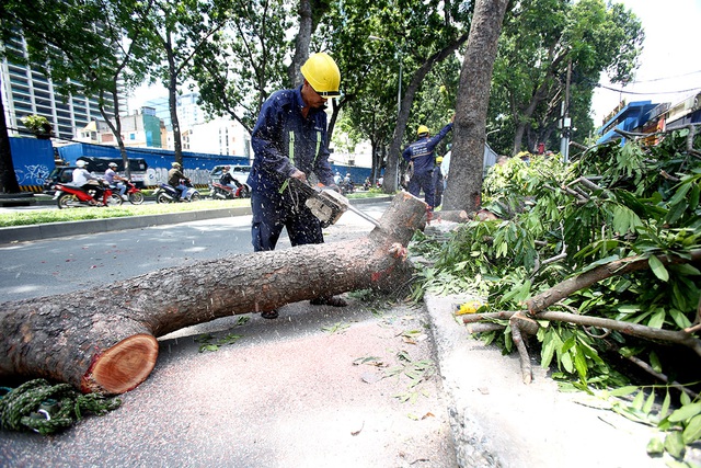 Quy trình triển khai dịch vụ cắt tỉa cây xanh ở Bình Thạnh TPHCM của Vinaxanh 