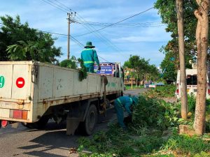 Địa chỉ cắt tỉa cây xanh ở Củ Chi TPHCM giá rẻ uy tín