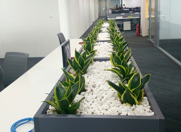 Cây cảnh phong thủy phù hợp cho văn phòng thuê ở TpHCM
