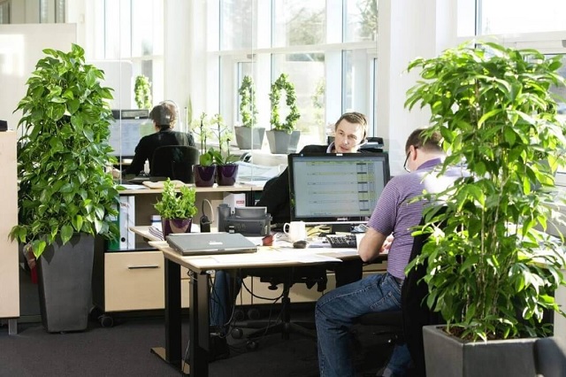 Cây cảnh văn phòng dễ chăm sóc tại TpHCM