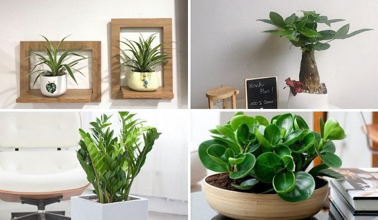 Vinaxanh địa chỉ mua cây để bàn uy tín