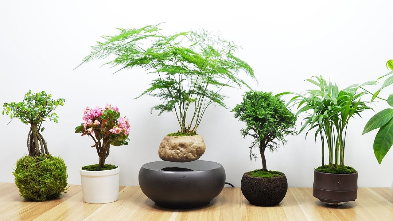 Các loại cây phù hợp với văn phòng