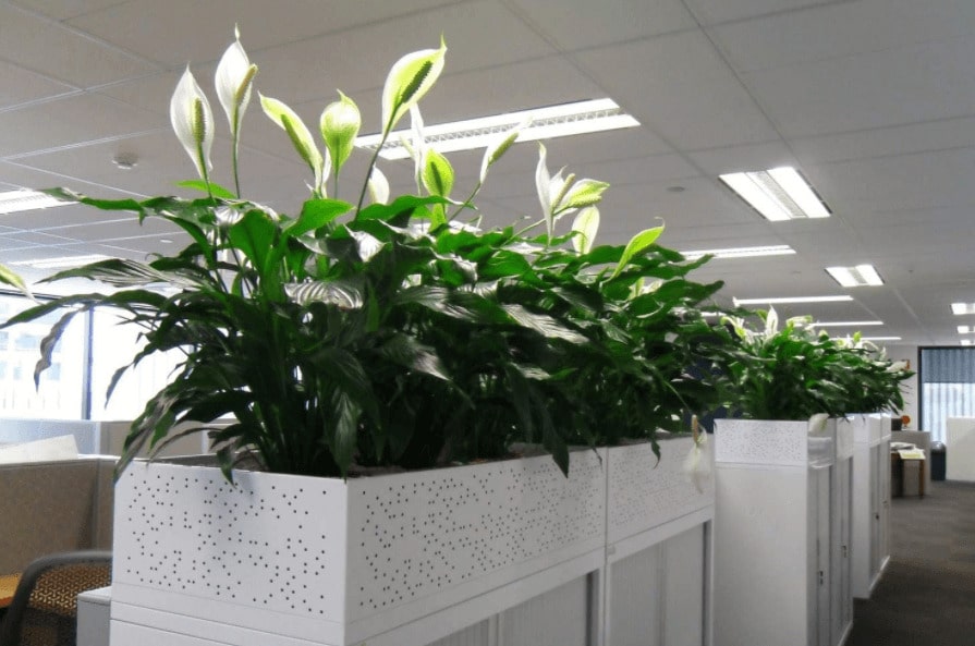 Cây văn phòng 