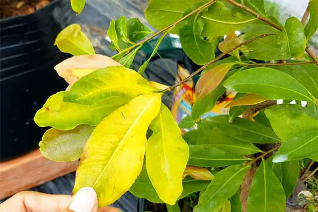 Thiếu dinh dưỡng kéo dài khiến lá cây chuyển vàng và giảm khả năng sinh trưởng.