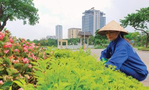 Chăm sóc cảnh quan tại Bình Chánh, TpHCM