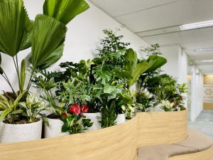 Dịch vụ chăm sóc cây văn phòng Phú Nhuận