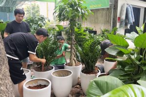 Vinaxanh đơn vị chăm sóc cây văn phòng quận 5