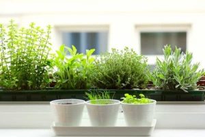 Vinaxanh dịch vụ chăm sóc cây văn phòng quận 7 uy tín