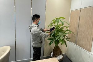 Dịch vụ chăm sóc cây văn phòng quận 2