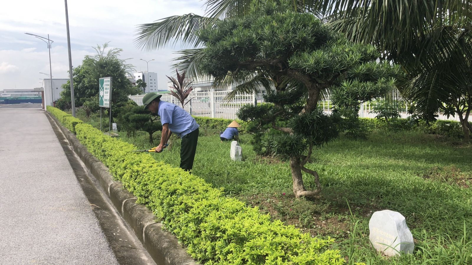 Những loại cây phù hợp với KCN dệt may