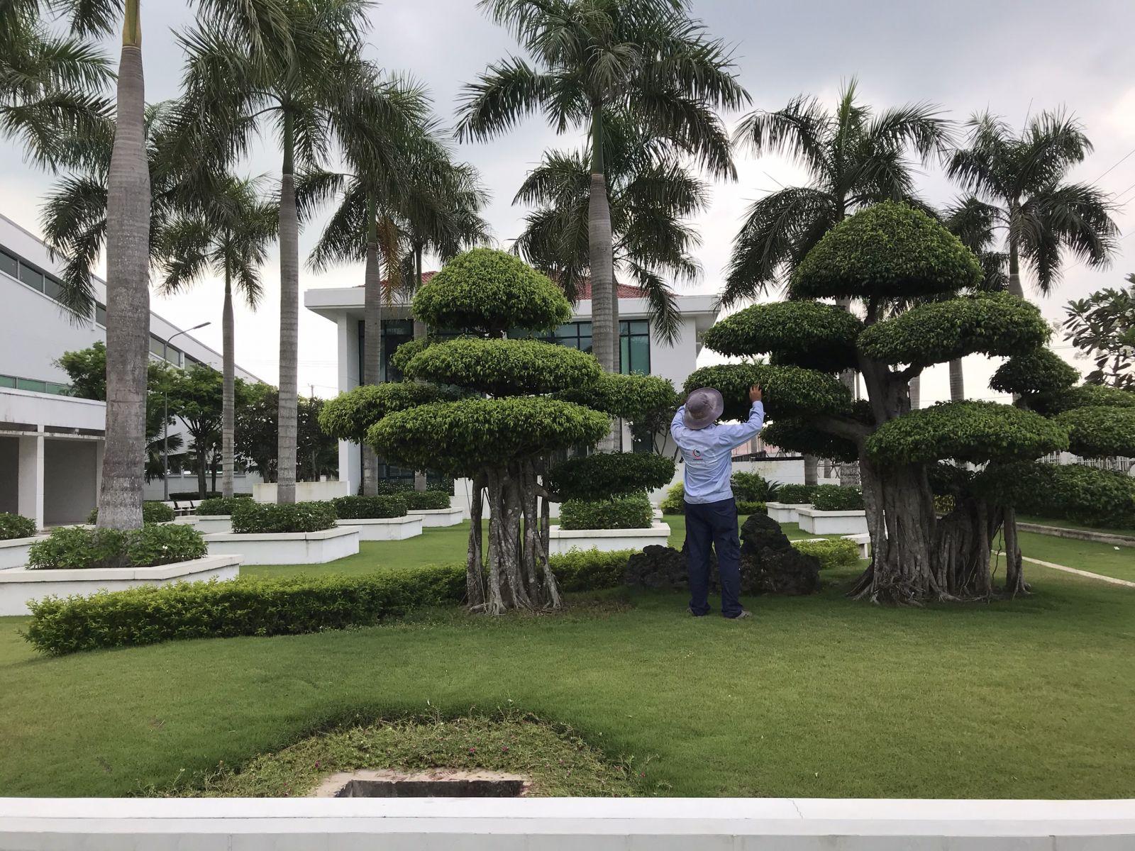 Dịch vụ chăm sóc cây xanh bao gồm những gì?