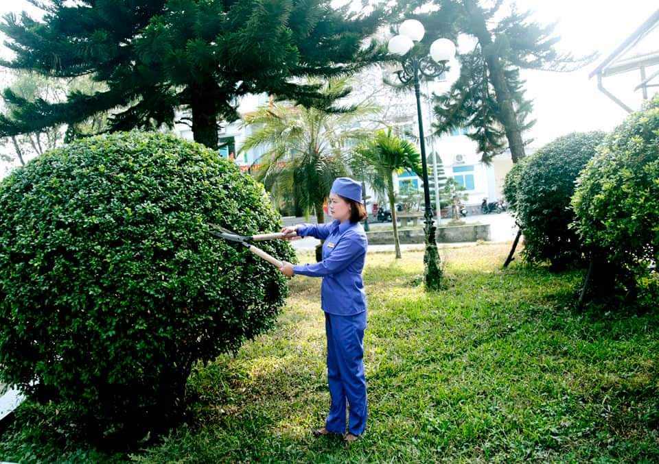 Vinaxanh đơn vị chuyên cung cấp cây xanh văn phòng