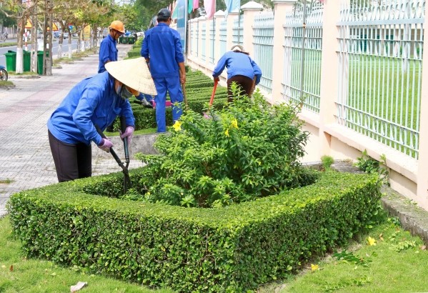 Cung cấp cây văn phòng quận 1