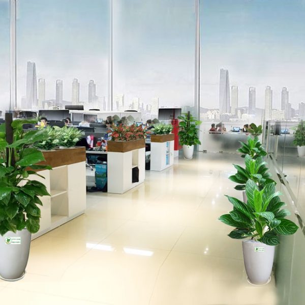 Đơn vị cung cấp cây văn phòng quận 3