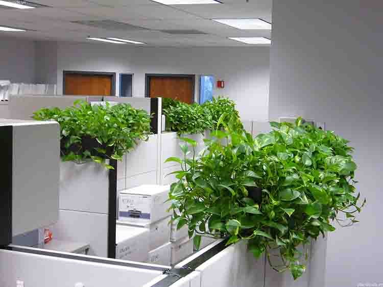 Cung cấp cây xanh quận 7