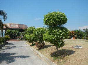 cung cấp cây xanh tại Quận 4