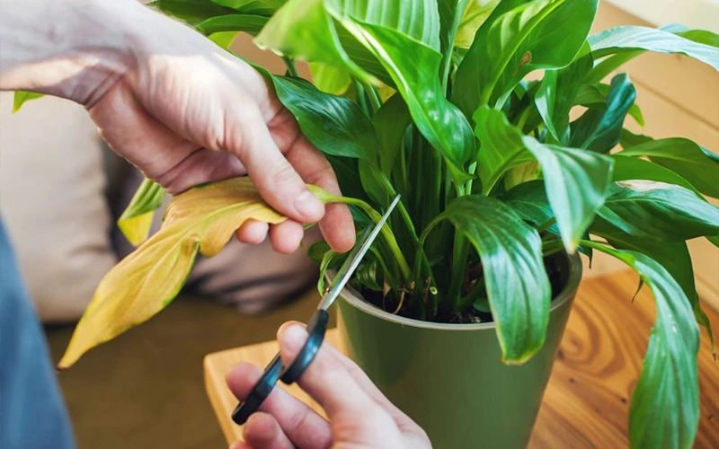 Đầu tư chăm sóc cây
