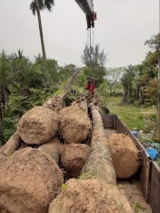 Dịch Vụ Bứng Cây Tại Củ Chi