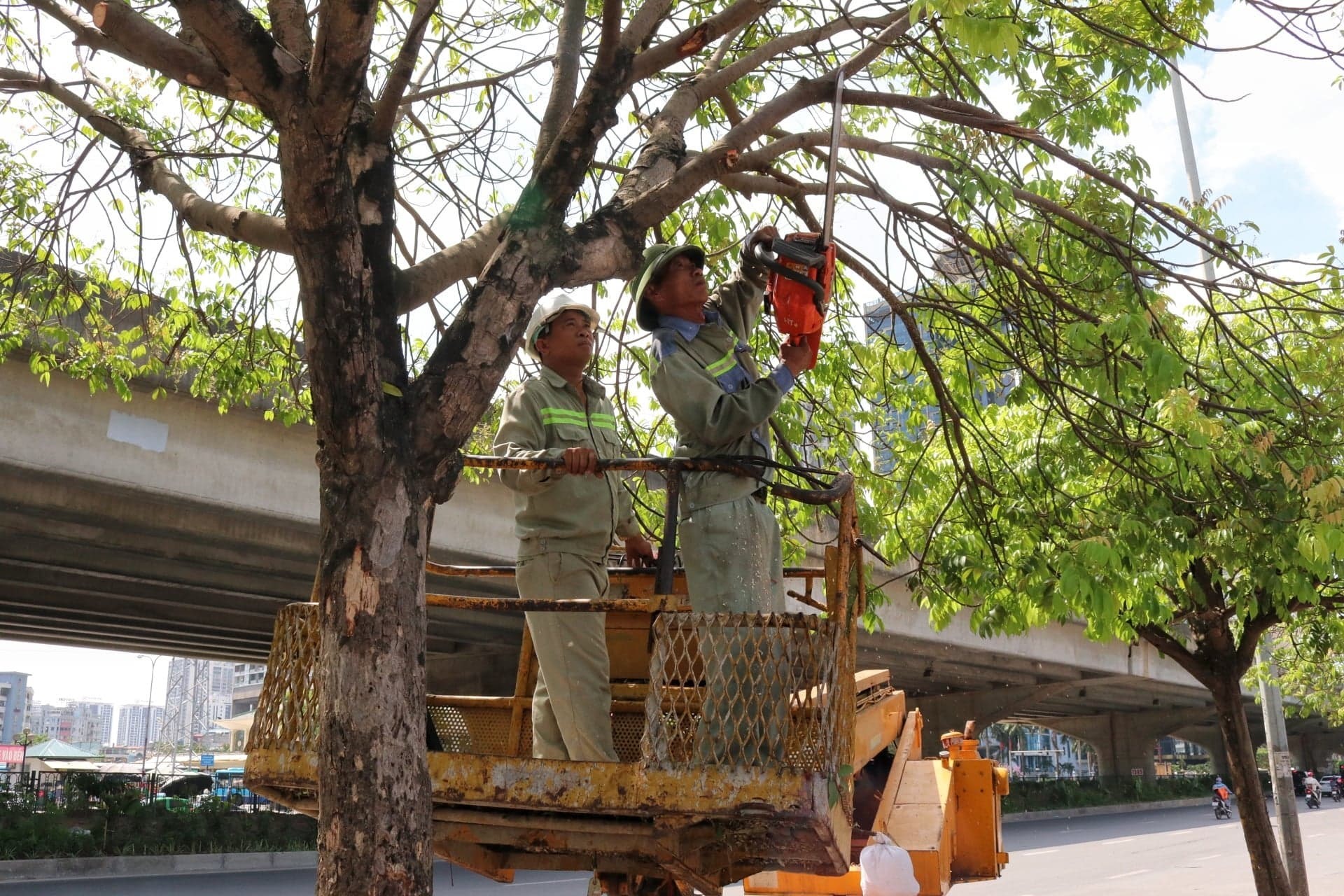 Quy trình cắt tỉa cây xanh tại quận 11, TpHCM