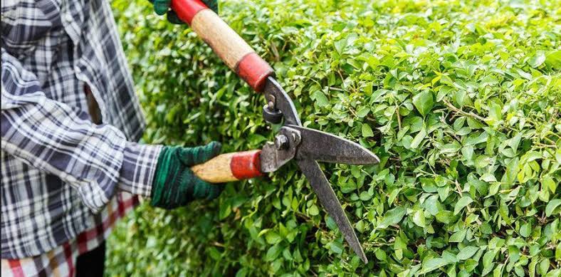 Chăm sóc và cắt tỉa cây xanh tại Quận 2 giúp cây phát triển khỏe mạnh và cân đối. Chăm sóc và cắt tỉa cây xanh tại Quận 2 giúp cây phát triển khỏe mạnh và cân đối.