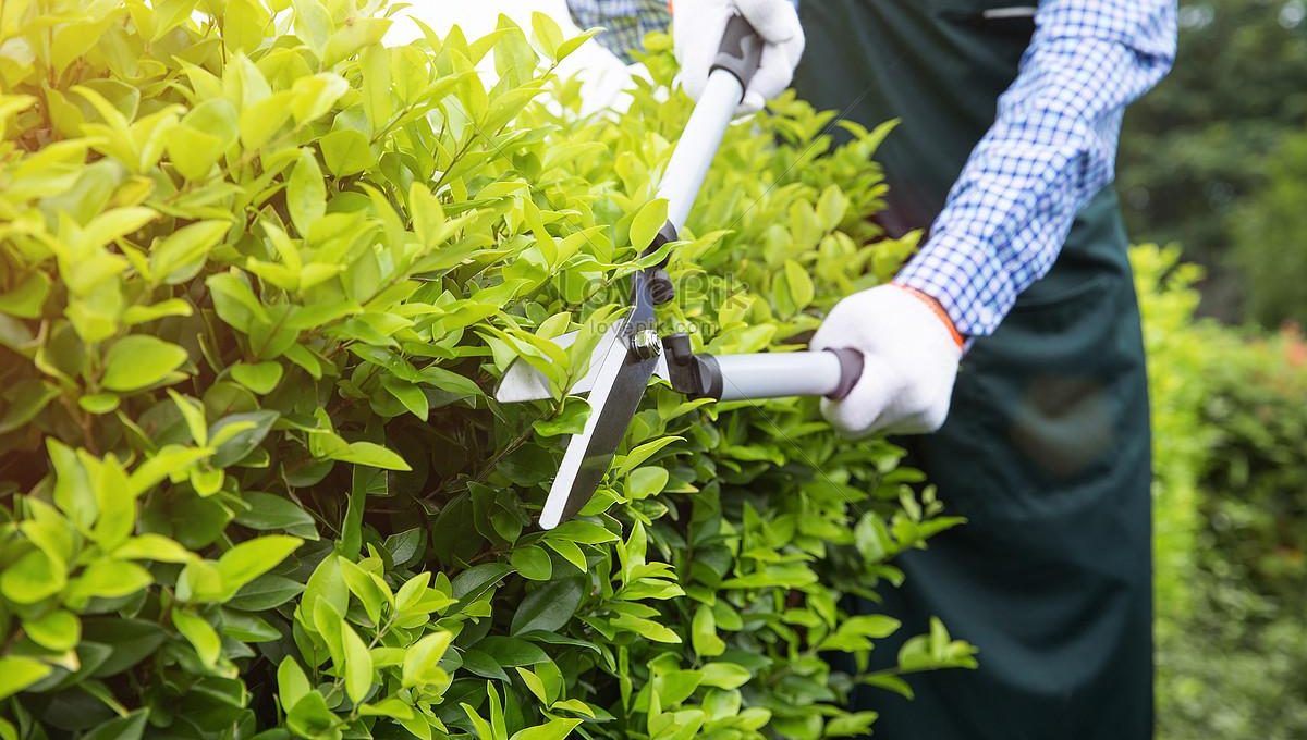 Dịch vụ cắt tỉa cây xanh tại Quận 2