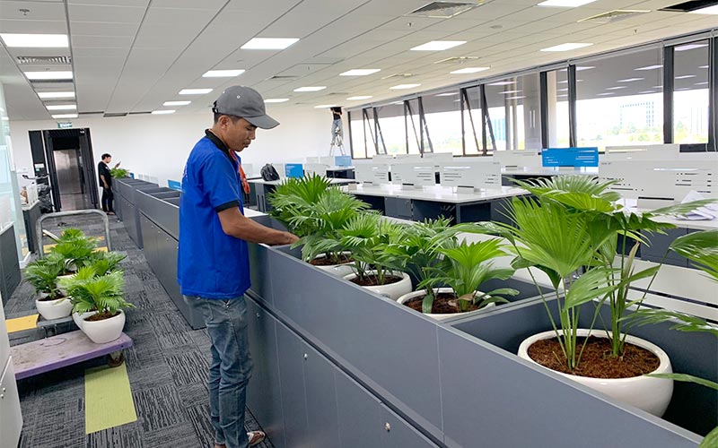 Dịch vụ chăm sóc cây
