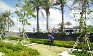 Dịch vụ chăm sóc cây theo lịch