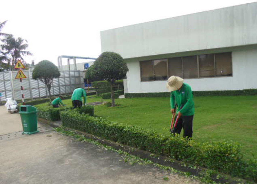 Dịch vụ chăm sóc cây