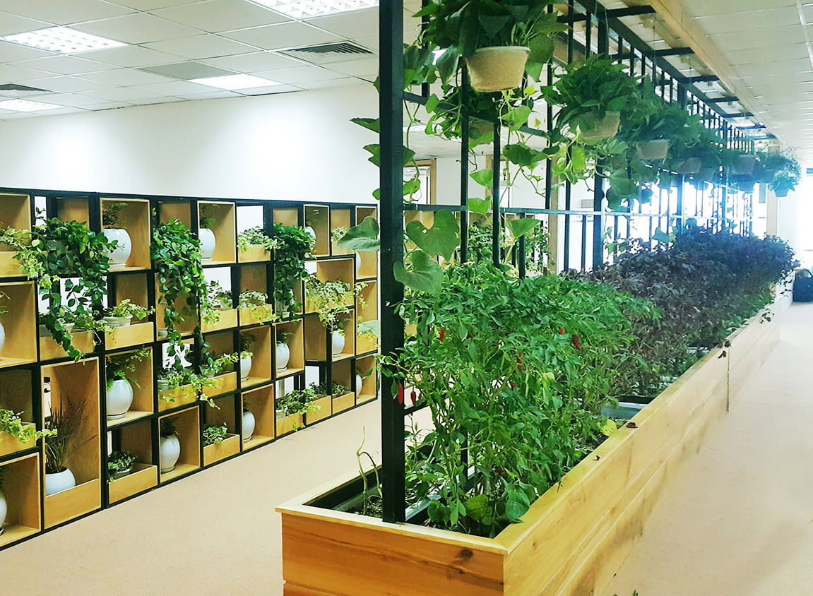 Dịch vụ cho thuê cây cảnh văn phòng trọn gói TpHCM