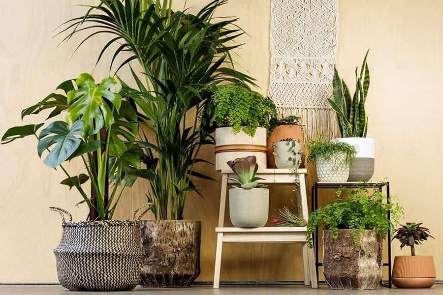 Dịch vụ cho thuê cây xanh văn phòng trọn gói gồm những gì?