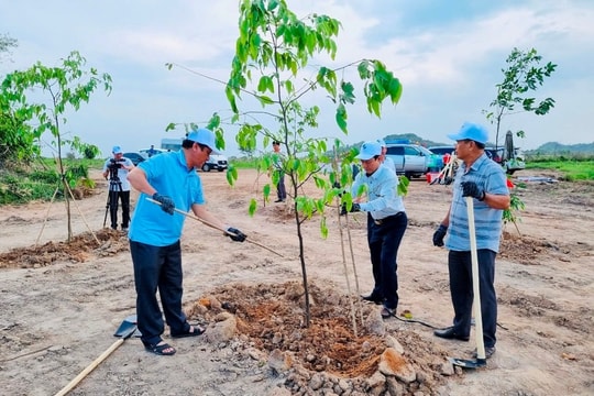 Dịch Vụ Trồng Cây Xanh Tại Long An