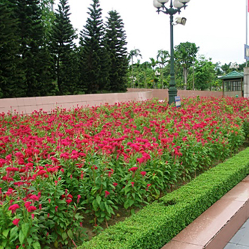 Cây hoa mào gà trồng dạng thảm