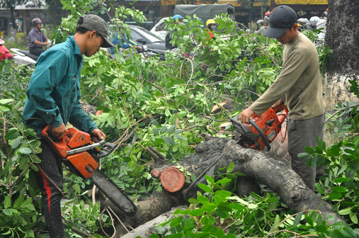 Đơn vị chặt cây uy tín tại Hồ Chí Minh