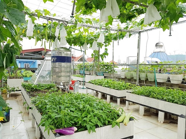 Thi công trồng rau sân thượng tại Hồ Chí Minh giá rẻ - Vinaxanh