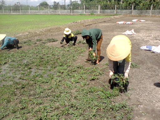 Trồng cỏ lá gừng tại Long An giá rẻ