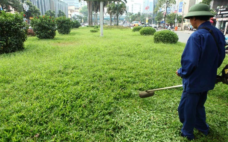 Kinh nghiệm chọn dịch vụ trồng cỏ cảnh quan