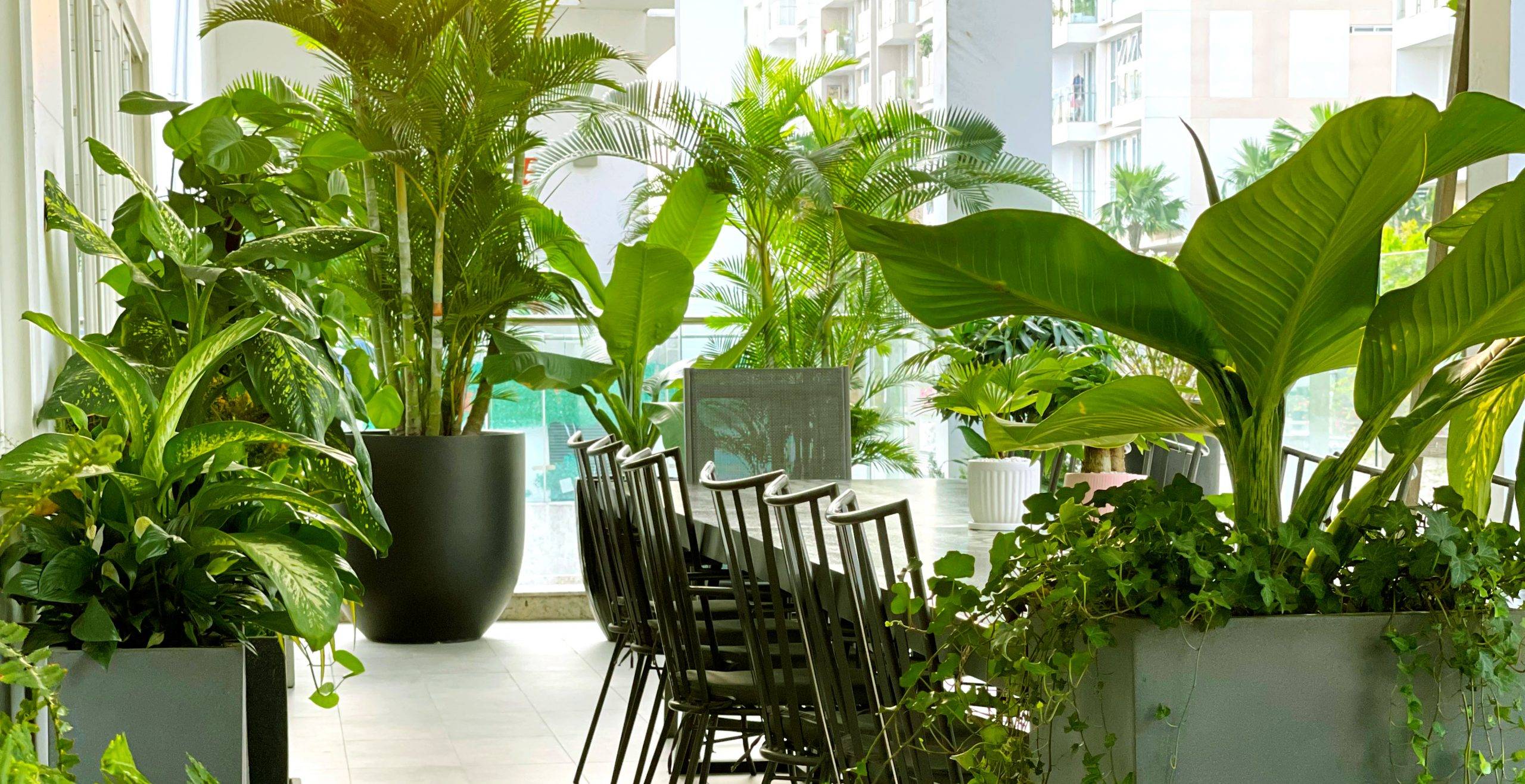 lỗi phổ biến khi chọn cây