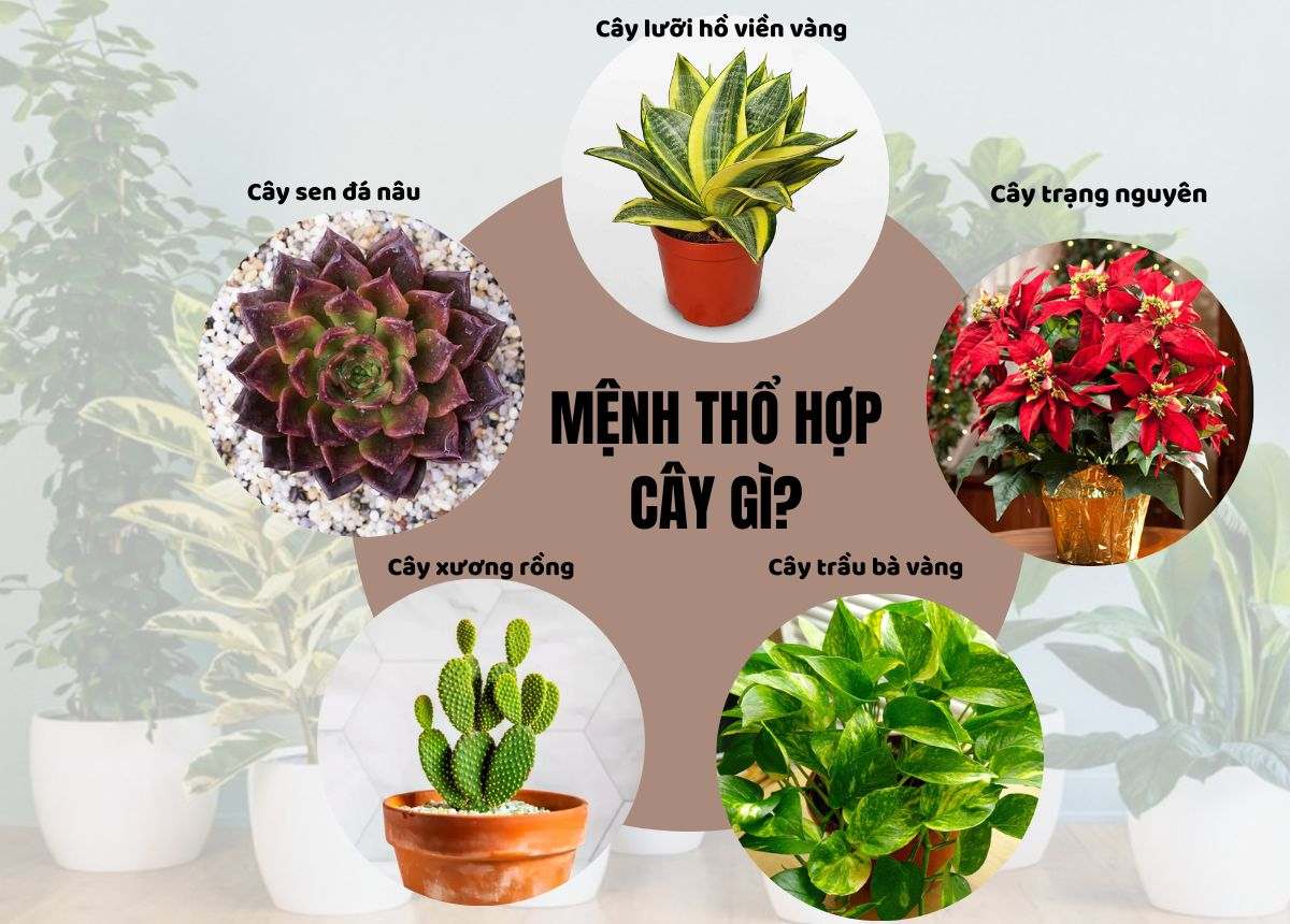 CHỌN CÂY HỢP PHONG THỦY