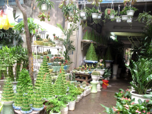 mua bán cây cảnh tại Quận 5