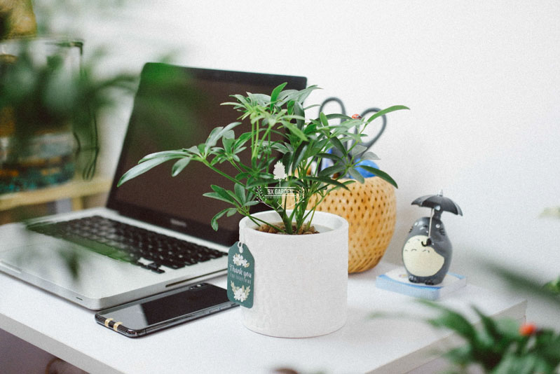 Tiêu chí để chọn cây phù hợp để bàn